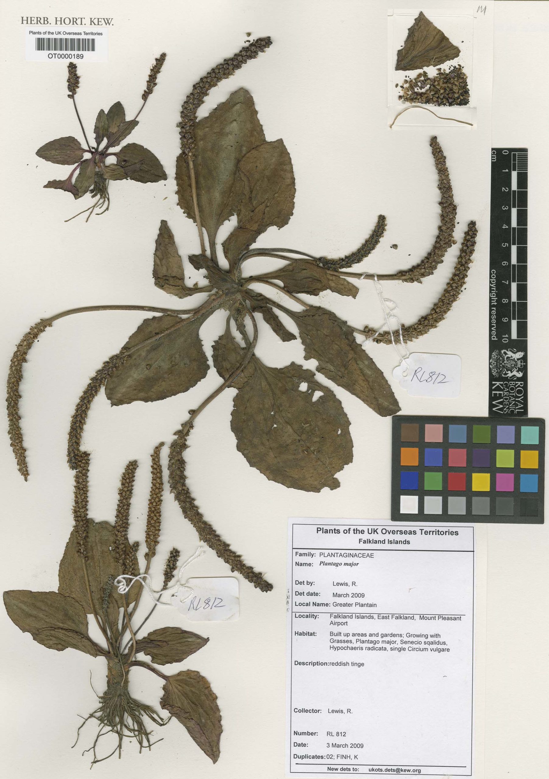 Plantago major L.
